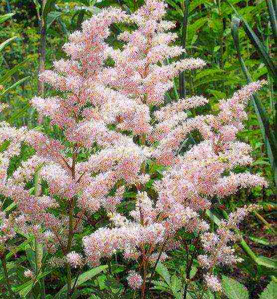 astilba arensa amethyst planting and care in the open field