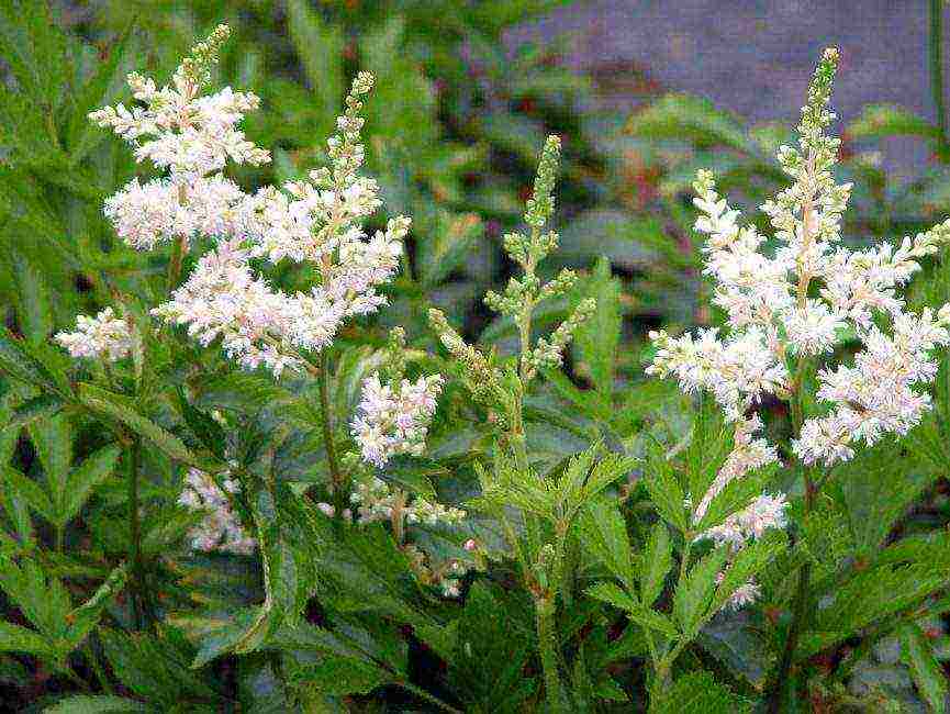 astilba arensa amethyst planting and care in the open field