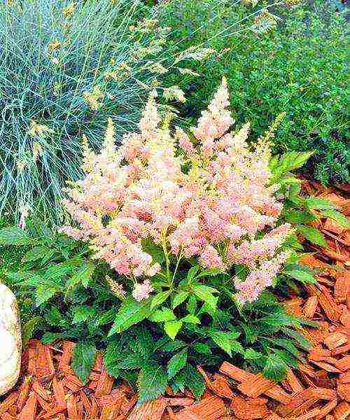 astilba planting from seeds and care in the open field