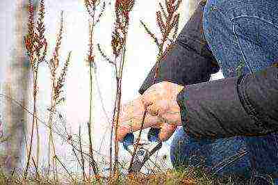 astilba planting from seeds and care in the open field