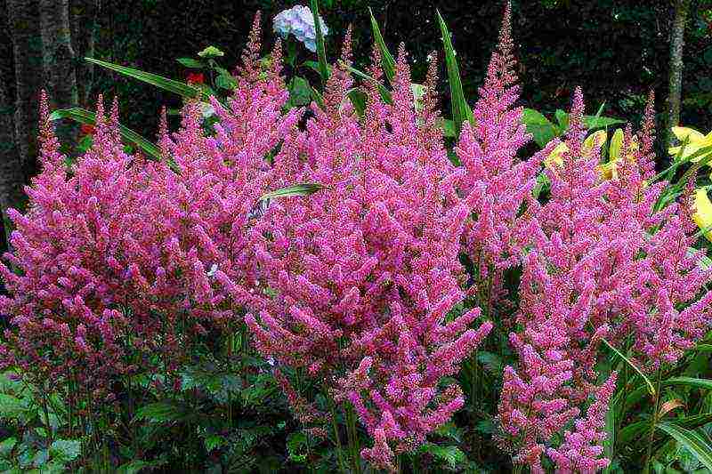 astilba planting from seeds and care in the open field