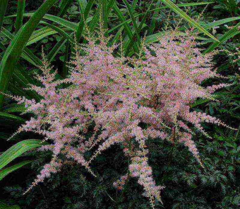 astilba planting from seeds and care in the open field