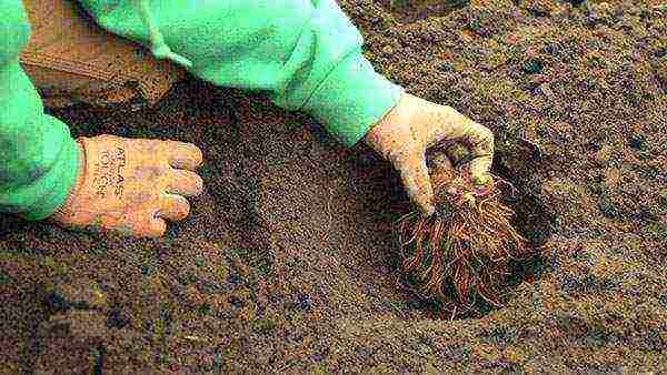 astilba planting from seeds and care in the open field