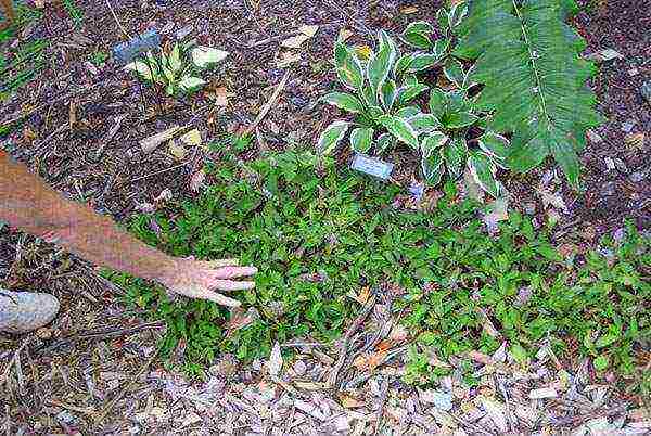 astilba planting from seeds and care in the open field