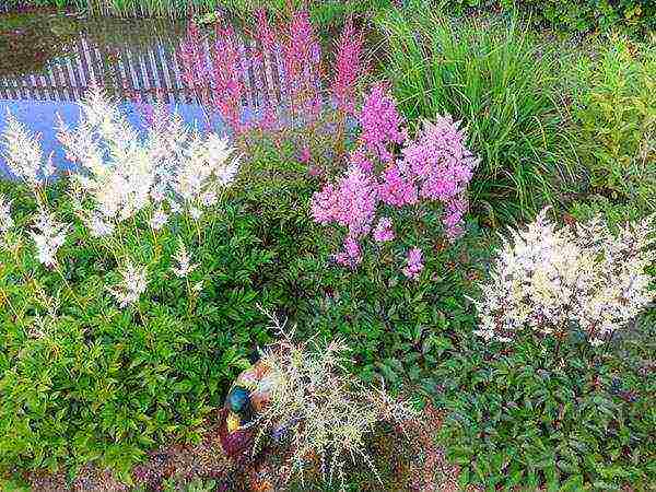 astilba planting from seeds and care in the open field