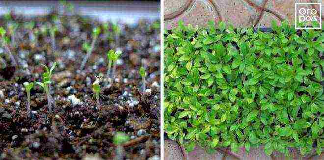 aster how to grow at home