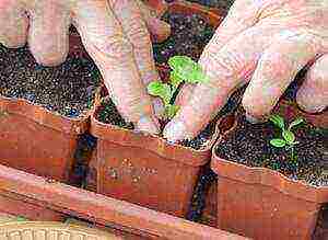 aster how to grow at home