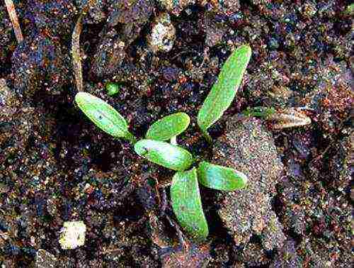 Astrantia planting and care in the open field in the Urals