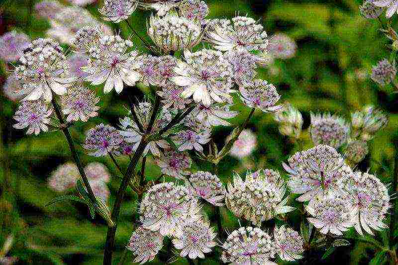 Astrantia planting and care in the open field in the Urals