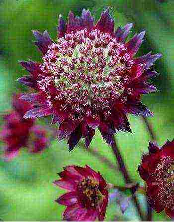 Astrantia planting and care in the open field in the Urals