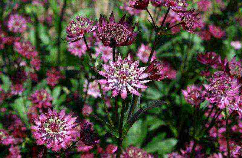 Astrantia planting and care in the open field in the Urals