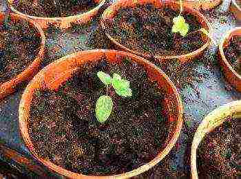 Astrantia planting and care in the open field in the Urals