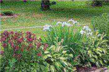 Astrantia planting and care in the open field in the Urals