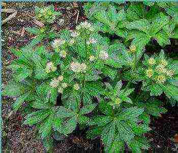 Astrantia planting and care in the open field in the Urals