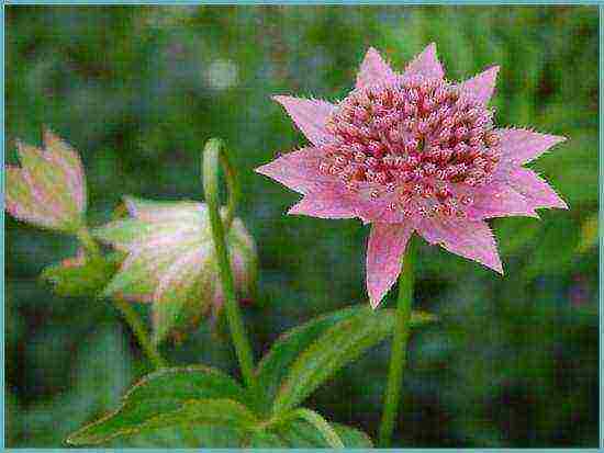 Astrantia planting and care in the open field in the Urals