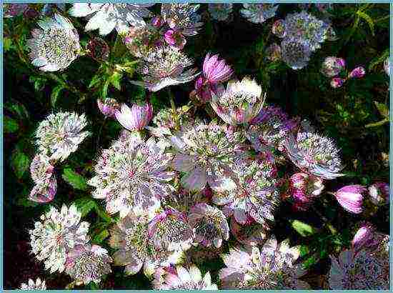 Astrantia planting and care in the open field in the Urals