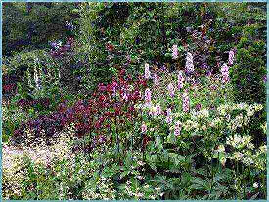 Astrantia planting and care in the open field in the Urals