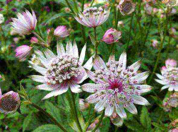 Ang pagtatanim at pag-aalaga ng astrantia sa bukas na bukid sa Urals