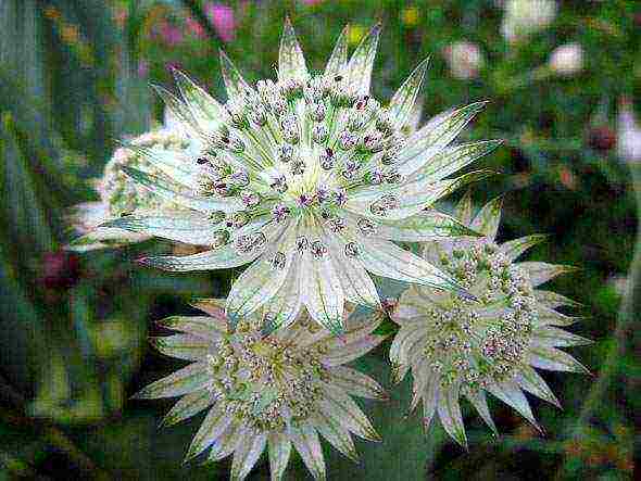 Astrantia planting and care in the open field in the Urals