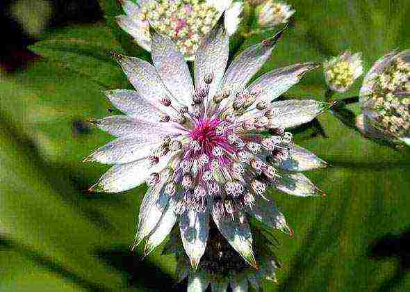 Ang pagtatanim at pag-aalaga ng astrantia sa bukas na bukid sa Urals