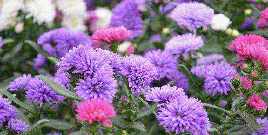 asters planting and care in the open field before winter