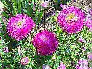 asters planting and care in the open field before winter