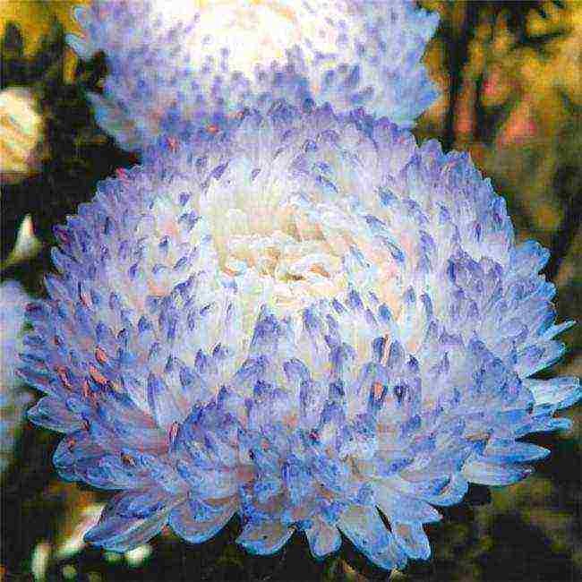 asters planting and care in the open field before winter