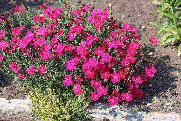 asters planting and care in the open field before winter