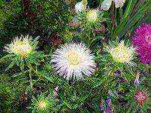 asters planting and care in the open field before winter