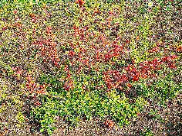 quince planting and care in the open field in the suburbs