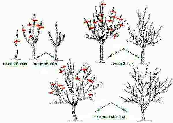 quince planting and care in the open field in the suburbs