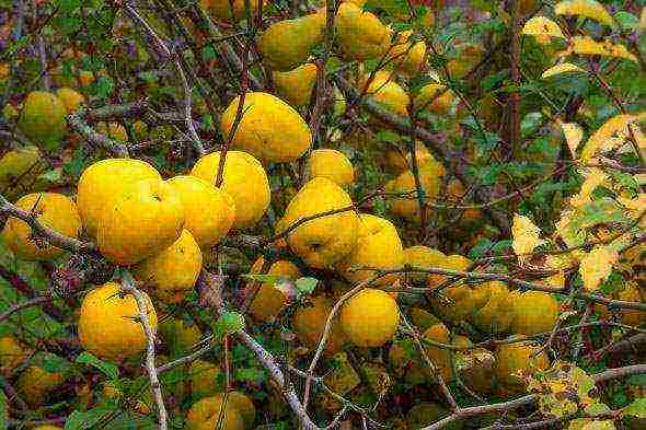 quince planting and care in the open field in the suburbs