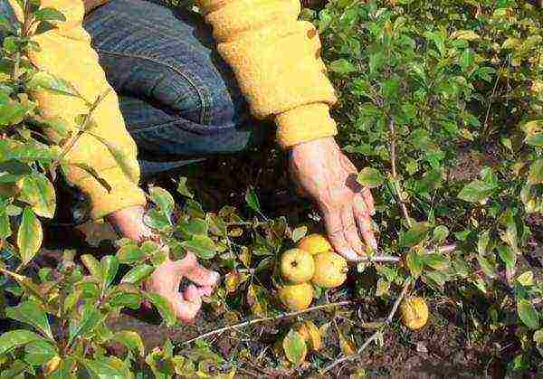 quince planting and care in the open field in the suburbs