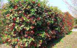 quince Japanese planting and care in the open field fruits