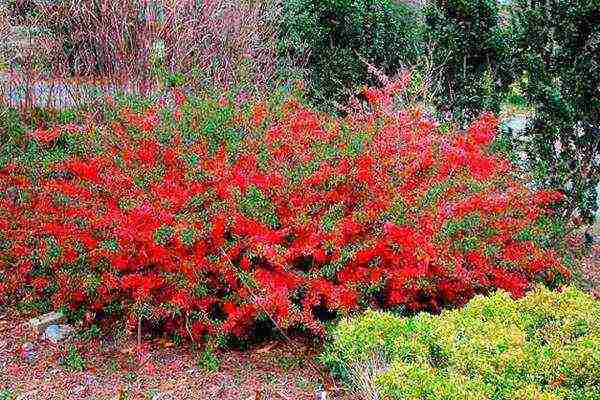 quince Japanese planting and care in the open field fruits