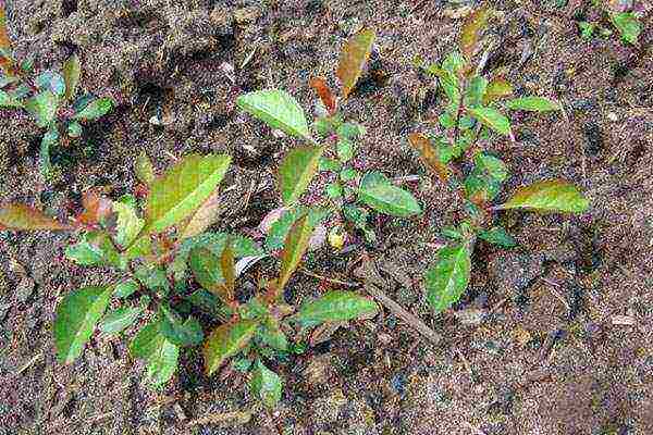 quince Japanese planting and care in the open field fruits