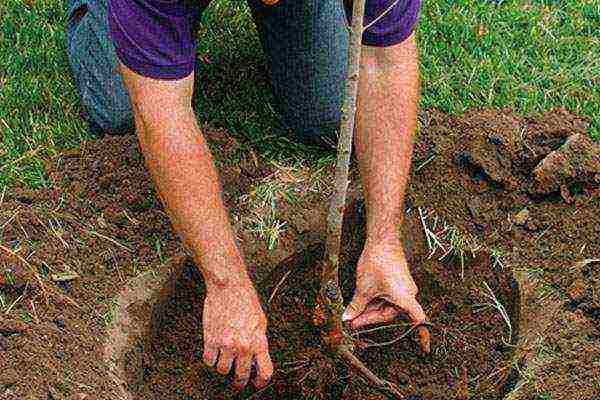 quince Japanese planting and care in the open field fruits