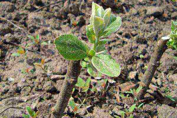 quince Japanese planting and care in the open field fruits