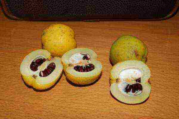 quince Japanese planting and care in the open field fruits