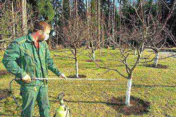 quince Japanese planting and care in the open field fruits