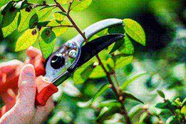 quince Japanese planting and care in the open field fruits