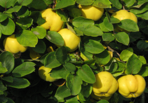 quince Japanese planting and care in the open field fruits