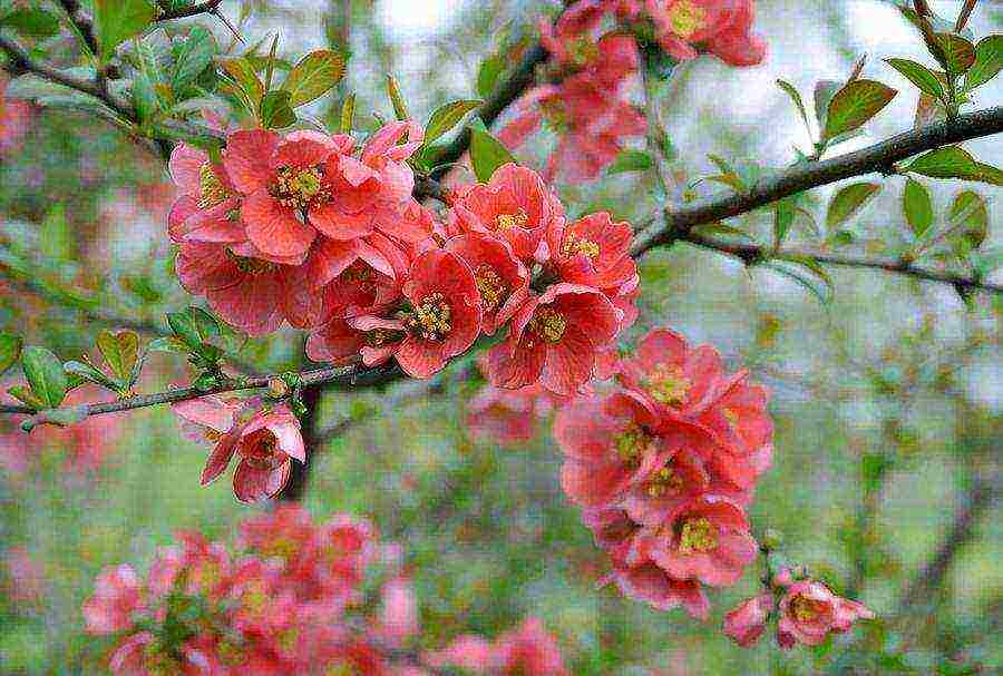 Japanese quince planting from seeds and care in the open field