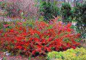 Japanese quince planting from seeds and care in the open field