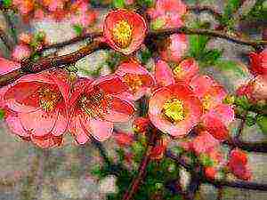 Japanese quince planting from seeds and care in the open field