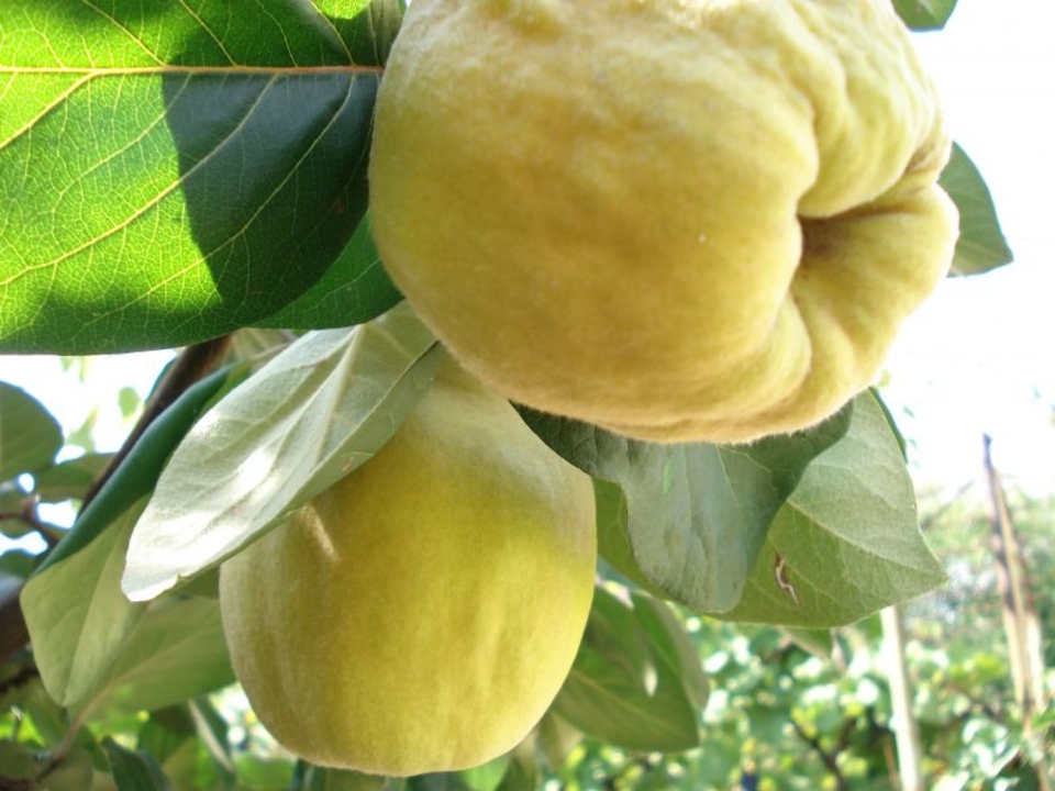 Japanese quince planting from seeds and care in the open field