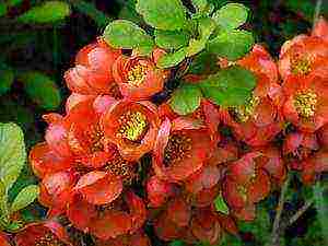 Japanese quince planting from seeds and care in the open field