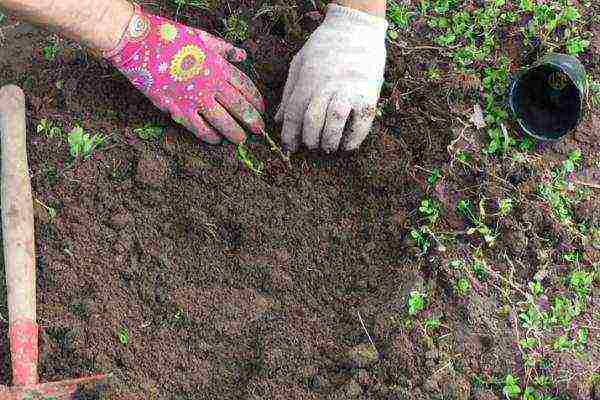 Japanese quince varieties planting and care in the open field