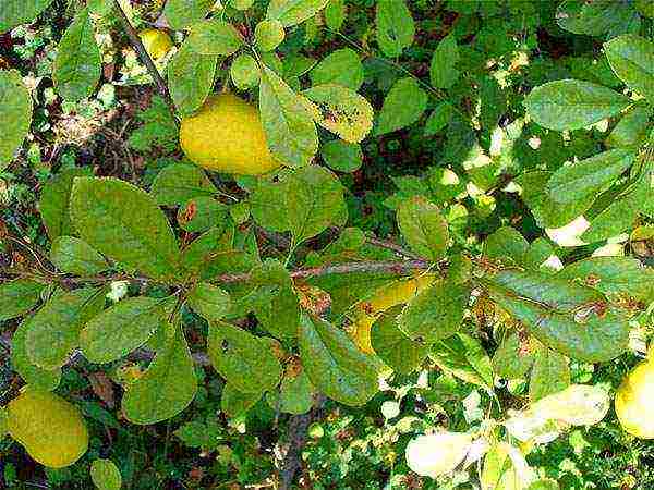 Japanese quince varieties planting and care in the open field