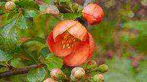 Japanese quince varieties planting and care in the open field